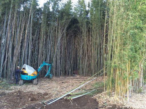 竹林整備開墾