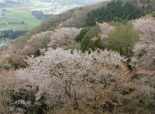 桜川の山桜が最盛期です。