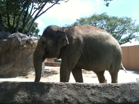 カピバラに会いたい：日立市の動物園「日立かみね動物園 」