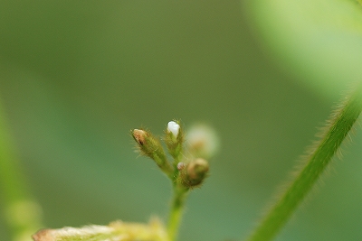 6月13日 成長記録