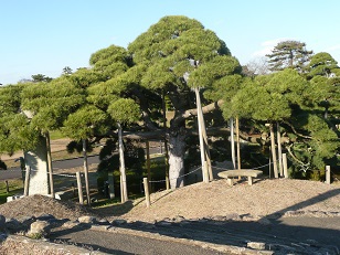 松の古木と風光明媚 湊公園（日和山・いひん閣跡）～ひたちなか