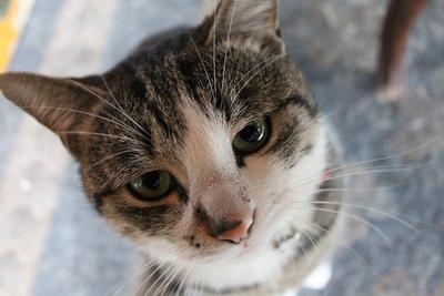 動物プロマイド