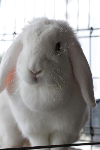 動物プロマイド