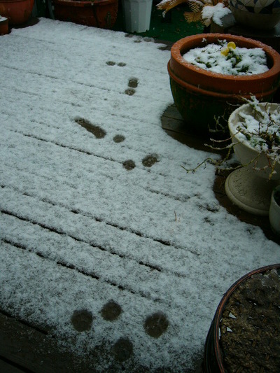 雪だー 積もってきたね。