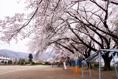 去年の今日の桜