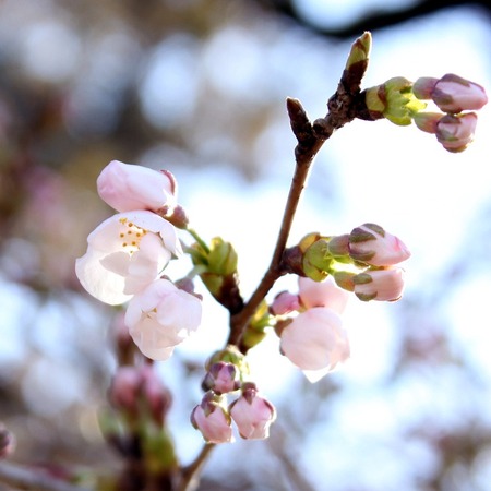 桜の下で!