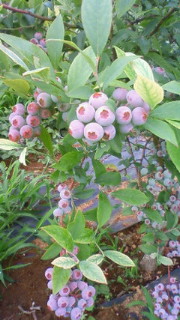恋花