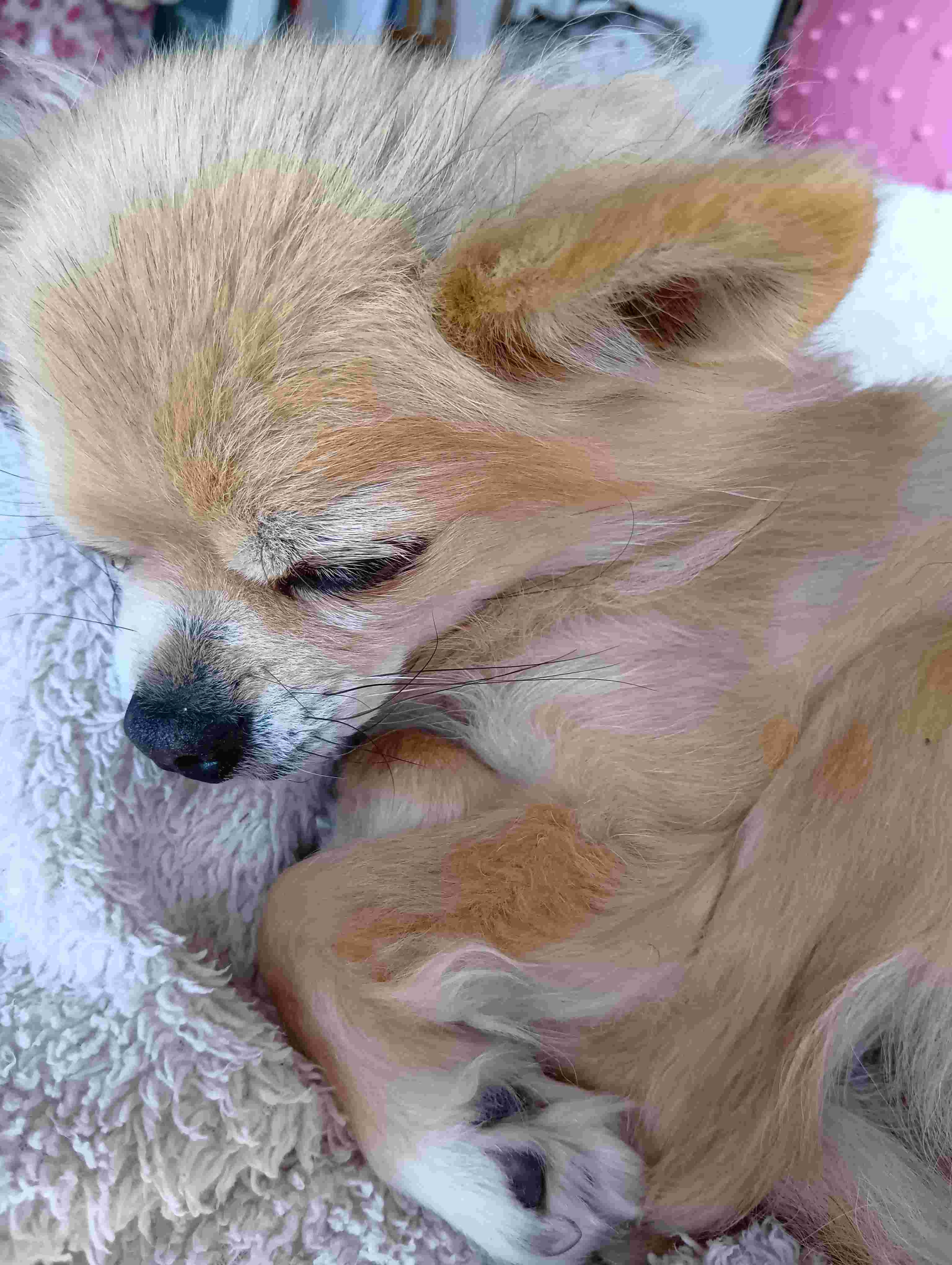 ペットロス 動物のいなくなった時間で気づくこと ペットロス 動物のいなくなった時間で気づくこと