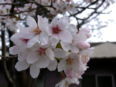 リブラの桜も見ごろです