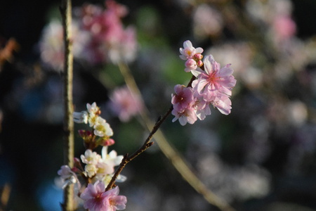 師走に桜、東光台体育館の桜がきれいに咲いています！