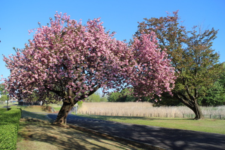 【研究学園の桜】ソメイヨシノが散った後は八重桜がキレイです！