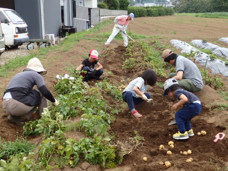 子供達も参加しジャガイモ掘りを行いました！