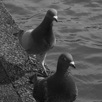 中央公園の鳩