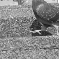 中央公園の鳩