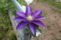 根性紫クレマチス
