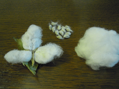 ψ　真岡木綿の収穫