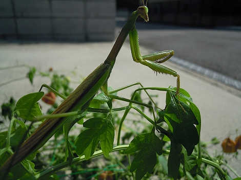 ψ ハートの収穫