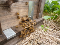 ミツバチ交配