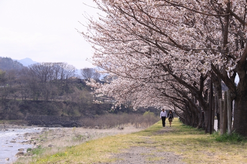 バスツアー「上田城千本桜まつりと桜の小諸懐古園」　その１