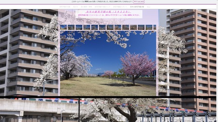 今年の桜を研究学園千本桜のホームページに追加しました！
