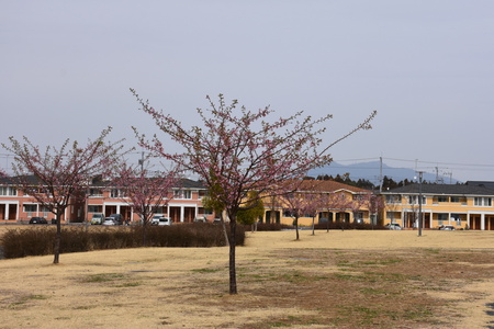 【研究学園の桜３】大規模公園の河津桜、寒緋桜が一気に見頃になりました！