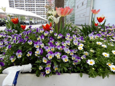 研究学園駅前花盛り、チューリップ・クレマチスとても綺麗です！