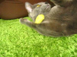 アクセル全開