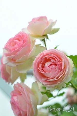 Rose Garden TSUKUBA