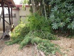 伐採した竹