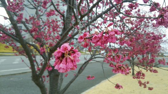 研究学園駅前公園に桜?が咲いた! 研究学園駅前公園に桜?が咲いた!