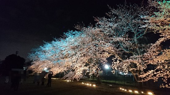 幻想的な桜！ ウシオライティングの桜ライトアップ2017！