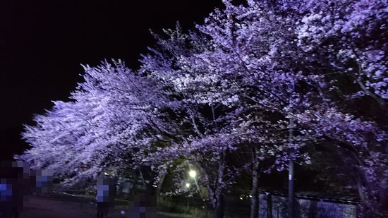 研究学園 ウシオライティングの桜ライトアップは神か！！