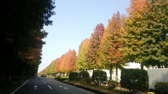 つくば 408の街路樹がきれいに紅葉してきた！