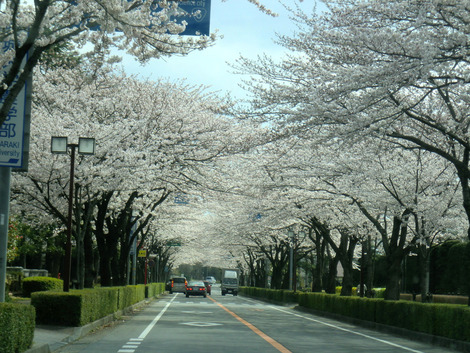 桜のトンネル　通過＾＾