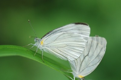 レモンの香り