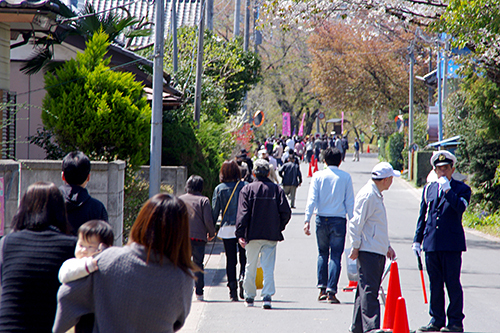 桜川のサクラのガイド終了!!…も“日本一大変な”開花情報は終わらず