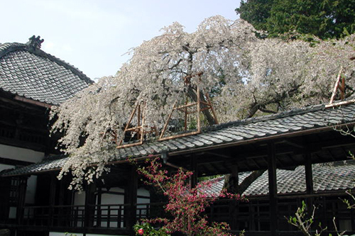 今年は「十輪寺」…「そうだ 京都、行こう。」キャンペーン20周年