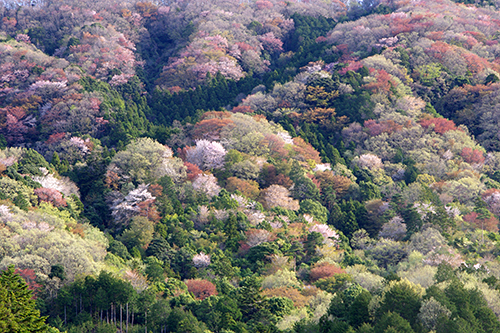“桜源郷”高峯の紅葉…春秋比較