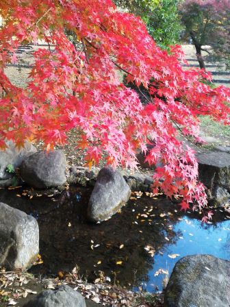 秋の夕日にかつらぎ公園の紅葉！