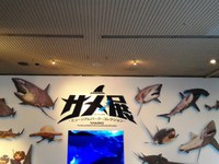 茨城県自然博物館の「サメ展」に行ってきた！