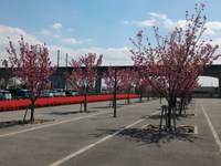 市役所敷地内の桜とツツジがきれいだった！