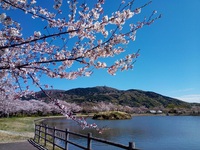 【2019年の桜】桜舞い散る北条大池に行ってきた！