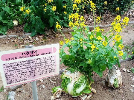 筑波実験植物園で食用植物を学ぶ！