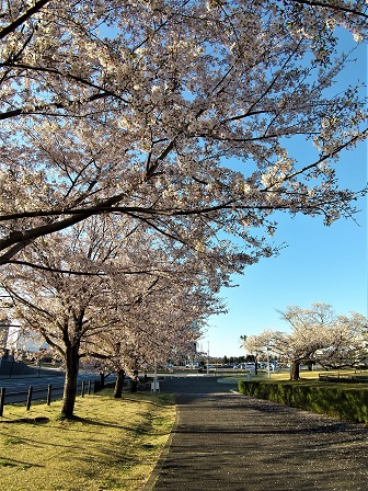 雨にも負けず風にも負けず研究学園の桜はまだ頑張って咲いています！