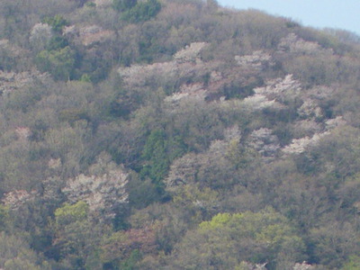 浅賀正治の彫刻と山桜