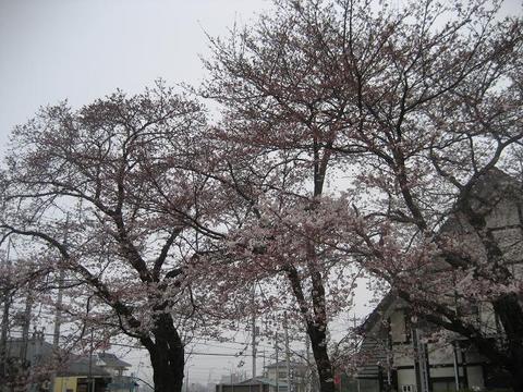 桜前線つくば　～お花見日和～
