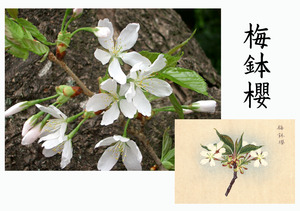「桜川のサクラ」天然記念物指定11種その４