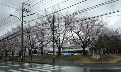 研究学園 インテルの桜@「つくばであれこれ」