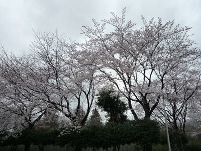 研究学園 蜂の巣公園の桜@「つくばであれこれ」