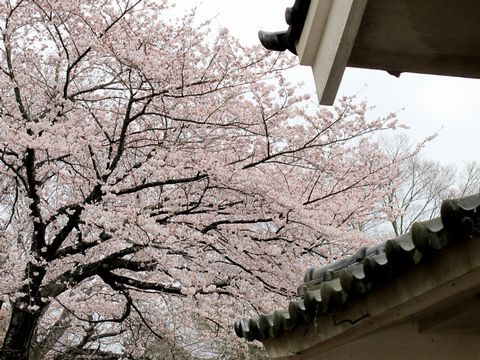 桜咲きました@「矢中御殿を美味しく頂く」